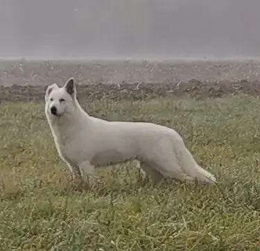 Berger Blanc Suisse  Another Win Gamer De La Niche De 65b23 photo 3