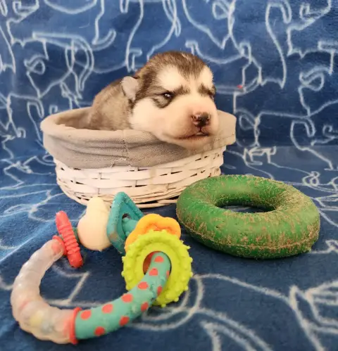 Alaskan Malamute