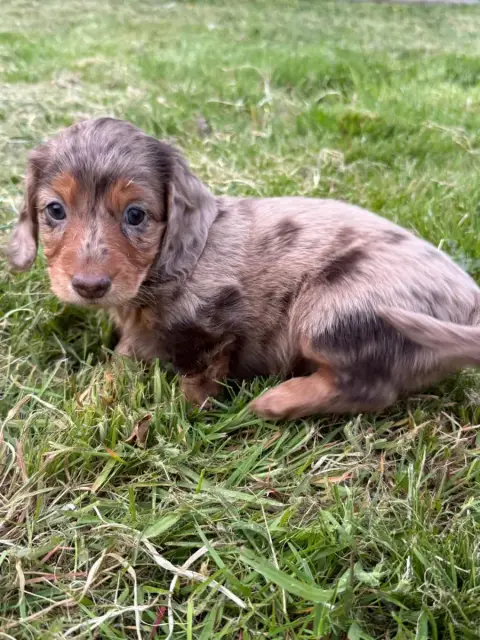 Teckel Poil Long  Chiot N°1 Lisadour