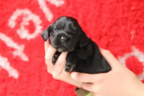 Cocker Spaniel Anglais  B Brush Master