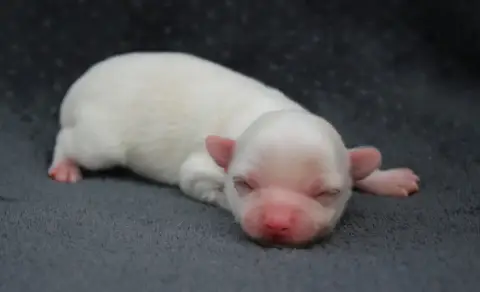 Chihuahua  Chiot N°1 Des Terres De La Faisanderie