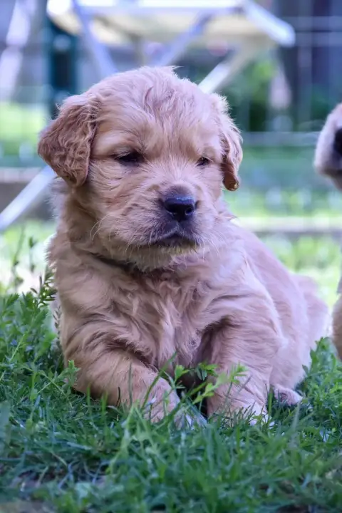 Golden Retriever  Saphyr Du Trievoz-