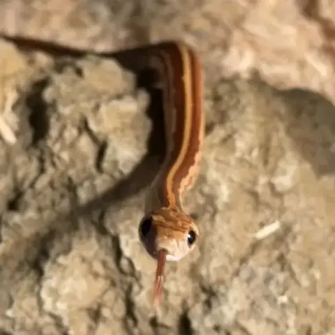Serpent Des Blés