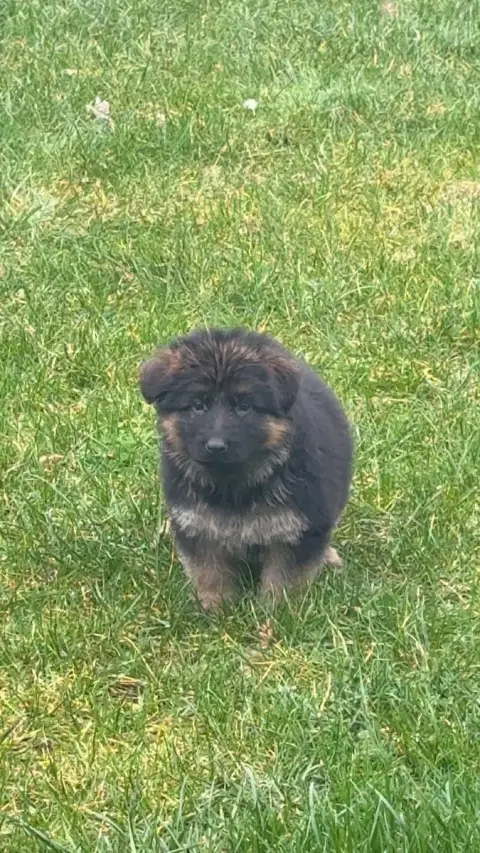Berger Allemand  Chiot N°3 Vom Haus Novak photo 2