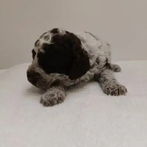 Chiots Lagotto Romagnolo