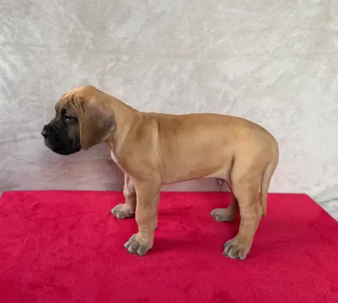 Dogue Allemand  Baldur Du Torrent Royal photo 3