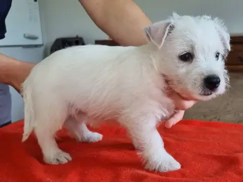 West Highland White Terrier  Chiot N°4 663 Des Hirond fbede photo 2