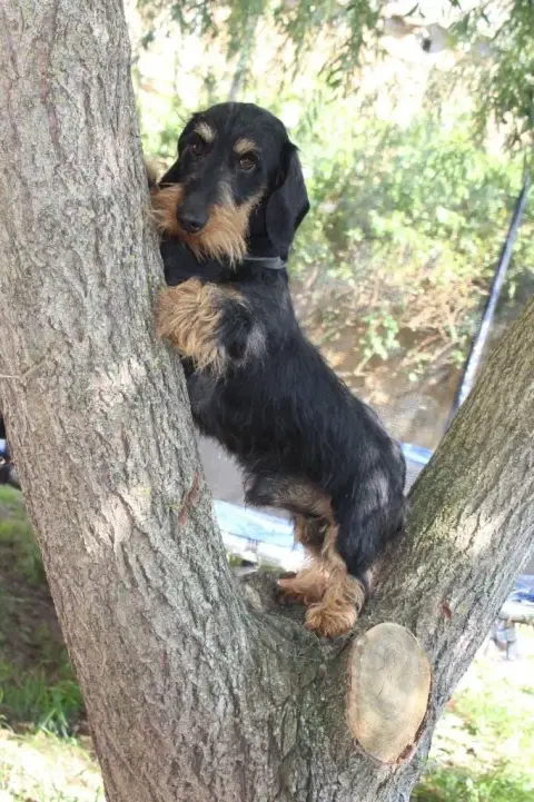 Teckel Poil Dur  Chiot N°4 Des Marais De Courmont