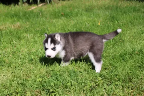 Siberian Husky  Chiot N°3 Des Legendes Du Triskel