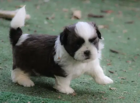 Shih Tzu 
                        Byjou Bishop Des Me ceaf8 photo 2