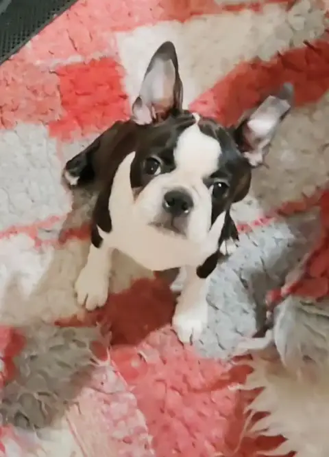 Boston Terrier  Chiot N°3 Born To Rise De Yu Box