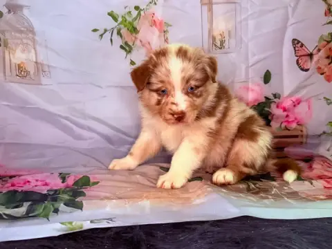 Berger Australien  Bridget De La Vallée Du Bozançon e22e4
