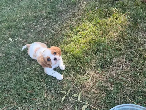 Cavalier King Charles Spaniel 
                       2adc5