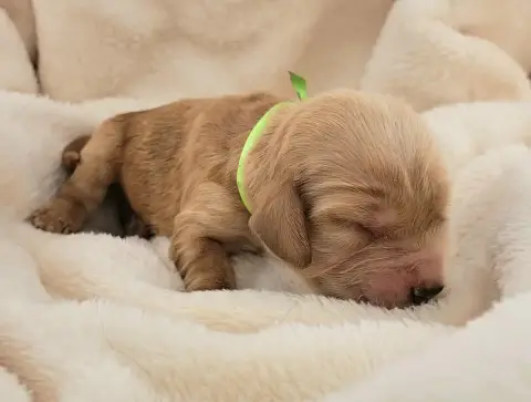 Cocker Spaniel Anglais  Biscuit photo 3