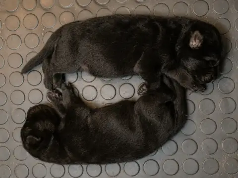 Berger Allemand  Chiot N°6 Du Domaine De Sanctae Cruc b524e