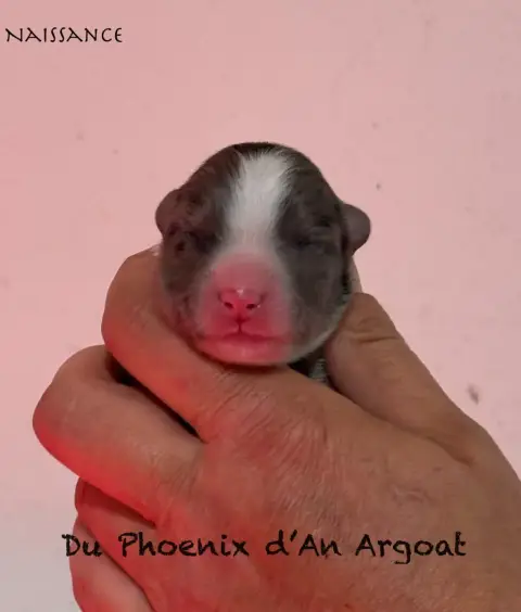 Berger Australien  Chiot 6 Du Phoenix D'An Argoat