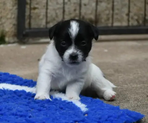 Jack Russell Terrier  Bolero Des Gerveilles photo 3