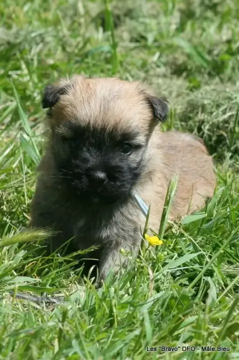 Cairn Terrier  Mâle Bleu Des Fauves D'Orient