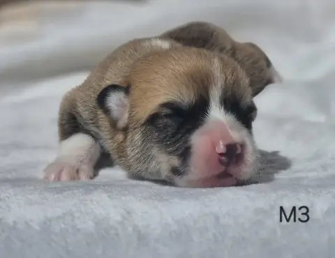 Welsh Corgi Pembroke  Chiot N°3 Des Famonadyns