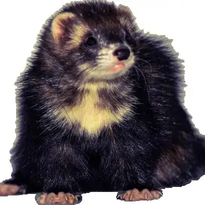Réservation Furetons 2026