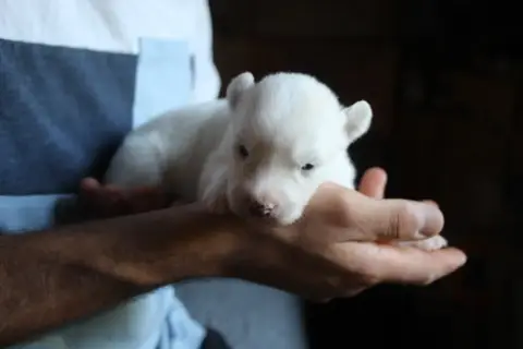 Laika De Iakoutie photo 2