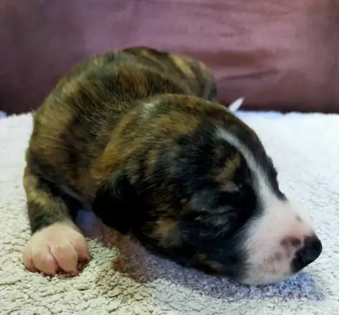 Whippet  Chiot N°3 Des Terres Du Doux Lieu