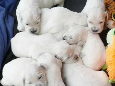 Golden Retriever  Chiot N°3 De La Plaine Des Peuplier ef593