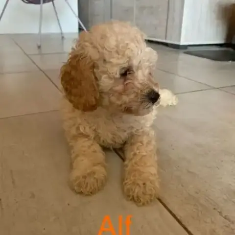 Chiots Type Caniche