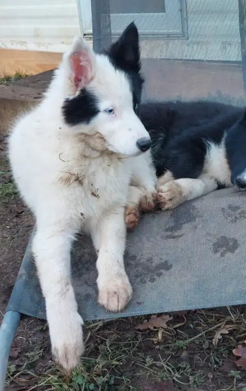 Laika De Iakoutie  Baisse De Prix Top Chiots Laika *  34da5 photo 2