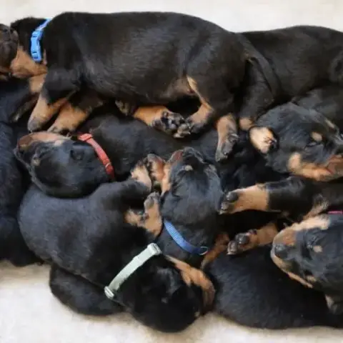 Chiots Bergers De Beauce