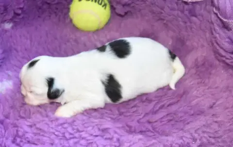 Shih Tzu  Chiot 3 B................ De La Maison Du R 0ddee photo 2