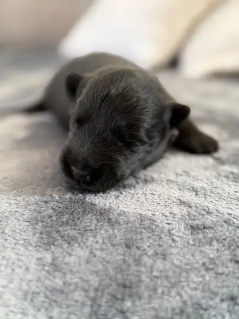 Scottish Terrier  Chiot 1 Du Domaine De Jeanne