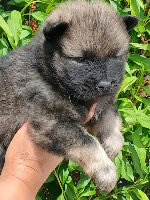 Eurasier  Chiot 7 L'Elevage Du Prince