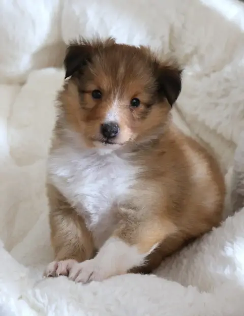 Shetland Sheepdog 
                        Chiot N°5  1a9d3