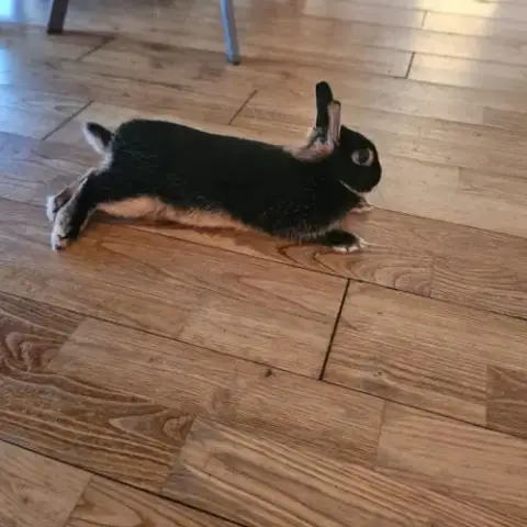 Véritable Lapin Nain