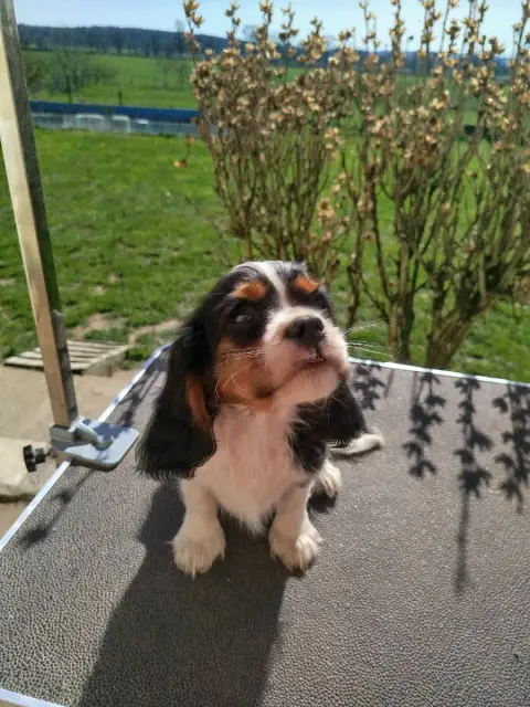 Cavalier King Charles Spaniel  Angus Du Domaine Des D 049da photo 2