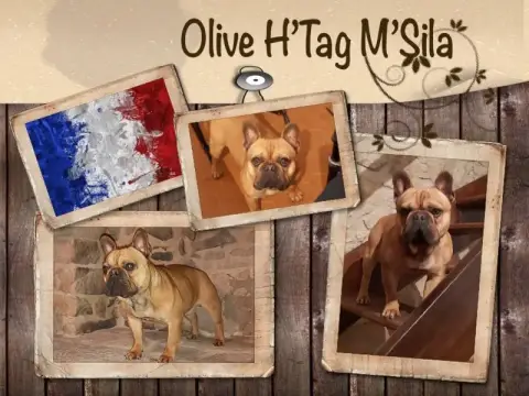 Bouledogue Français  Chiot 4 Des Éclats De Cassiopée ba3c5