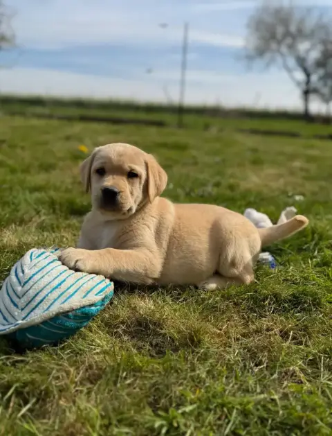 Labrador Retriever  Chiot N°2 Du Moulin De Madjurie b85b0