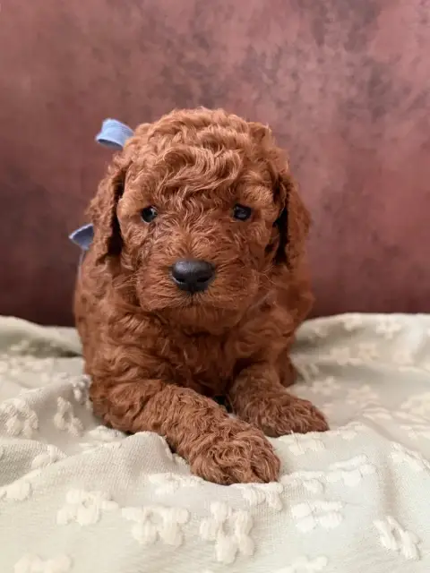 Caniche  Bali De La Cour De Mimali
