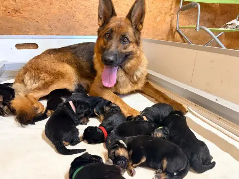 Berger Allemand  Chiot 5 Du Vent De Traverse