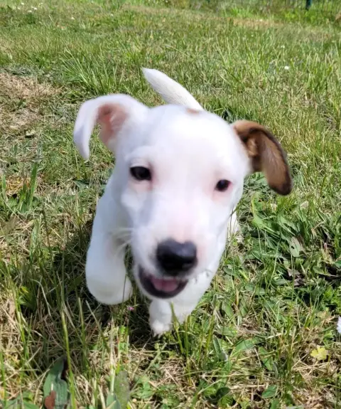 Jack Russell Terrier  Bueno Des Marais De Courmont photo 2
