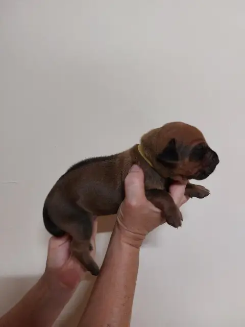 Rhodesian Ridgeback 
                        Collier  3fb80 photo 3