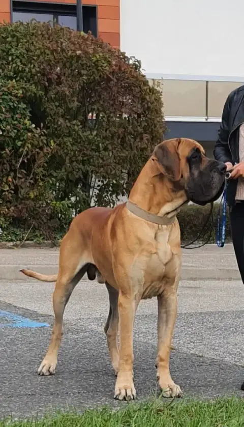 Dogue Allemand  Belinda Du Torrent Royal photo 2