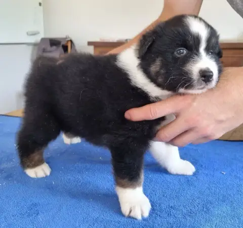 Berger Australien  Chiot N°3 Des Hirondelles Du Voyag 1ec50