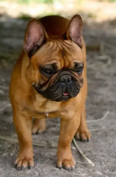Bouledogue Français  Billy Du Vallon Des Furby'S photo 2