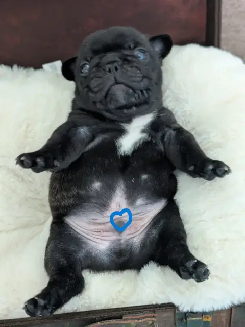Bouledogue Français  Black Barth photo 2