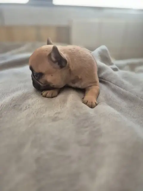 Bouledogue Français  Chiot 2 Le Domaine D'Oscar photo 2