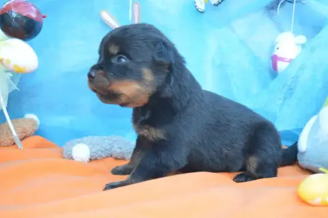 Rottweiler  Collier Orange Des Gardiens De Feu