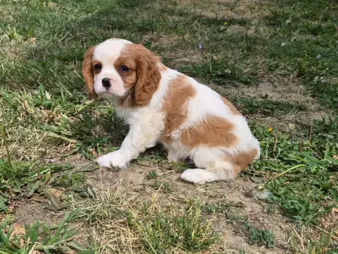 Cavalier King Charles Spaniel  Bonus De Paline