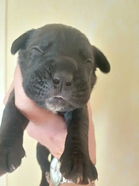 Cane Corso  Male Noir Bringé Collier Vert Clair Des A b6619